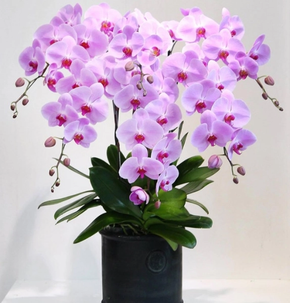 Mẫu 113